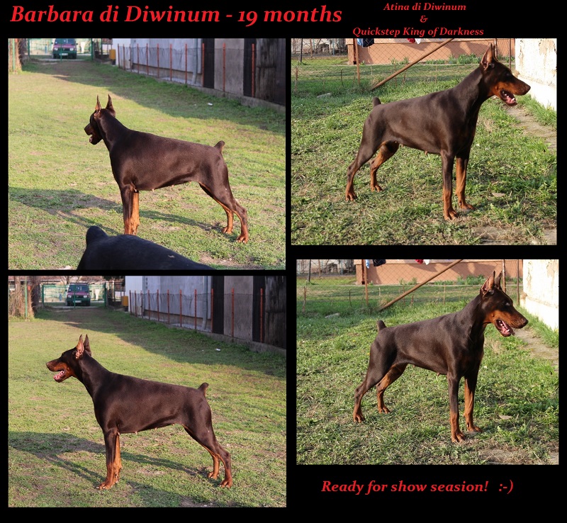 doberman female