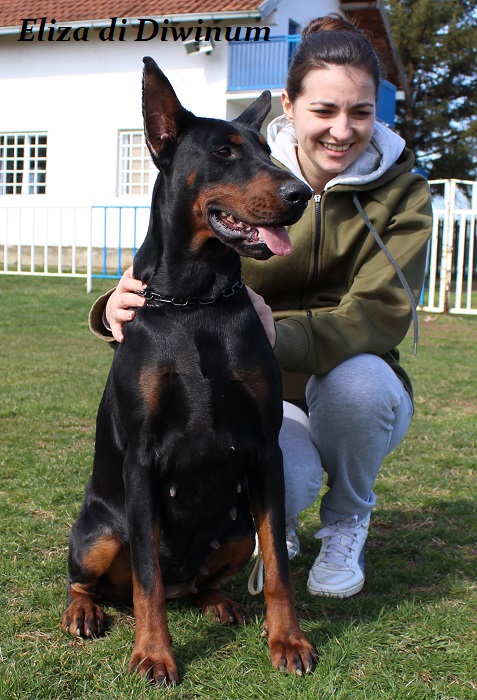 doberman championan 