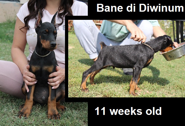 dobermann zum verkauft